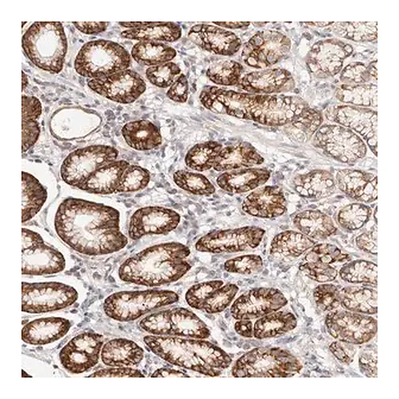 Merck Anti-GNA13 antibody produced in rabbit