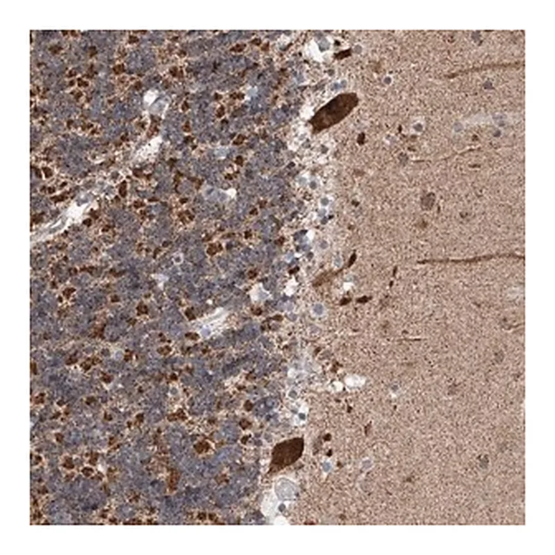 Merck Anti-AIM1L antibody produced in rabbit