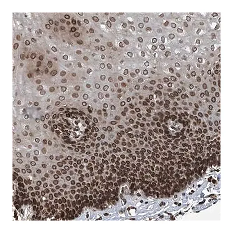 Merck Anti-PHF20 antibody produced in rabbit