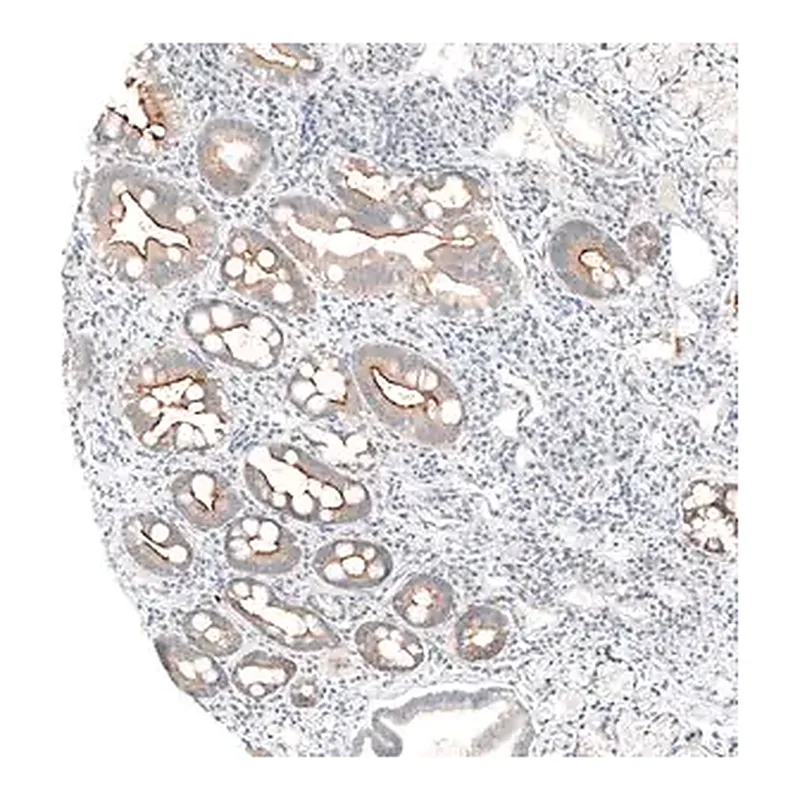 Merck Anti-MS4A6A antibody produced in rabbit