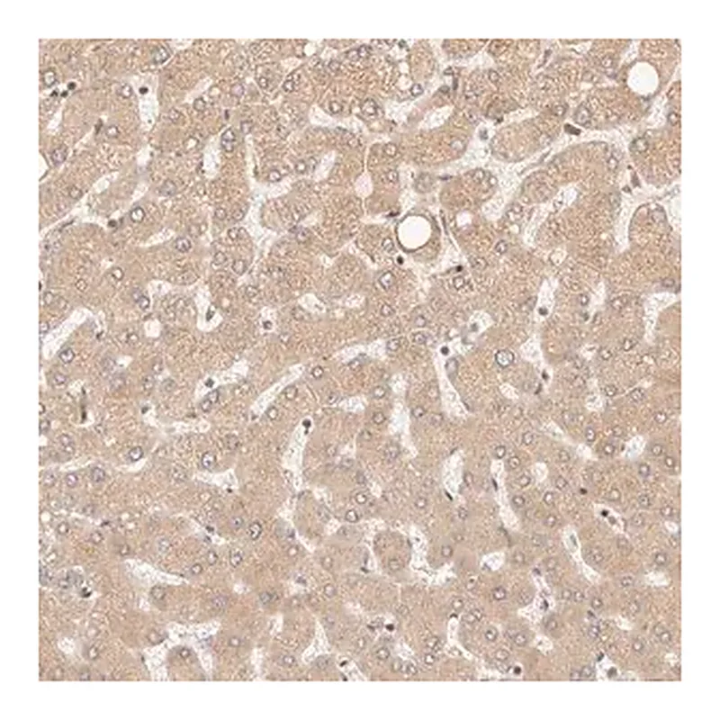 Merck Anti-TIMM17A antibody produced in rabbit
