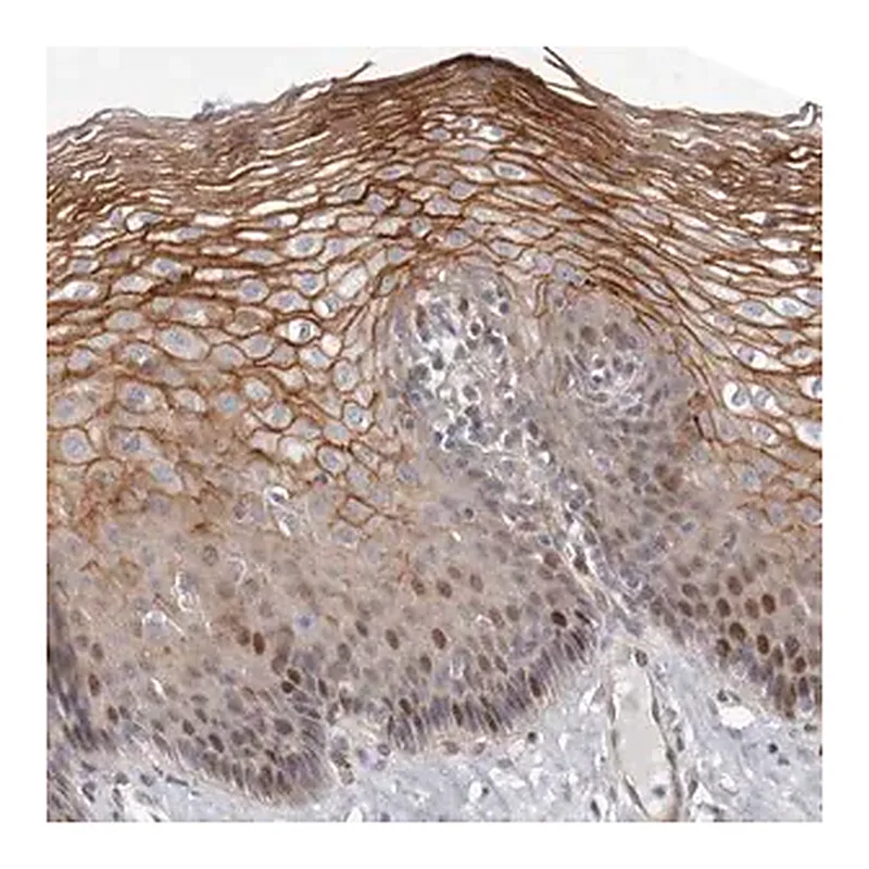 Merck Anti-EPHX3 antibody produced in rabbit