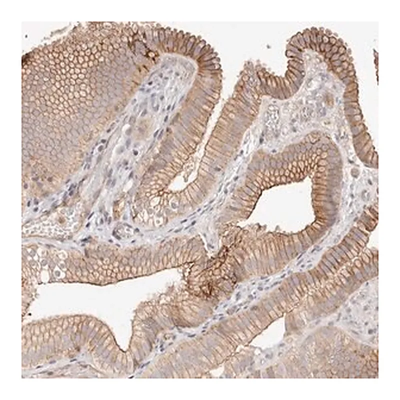 Merck Anti-SLC35B2 antibody produced in rabbit