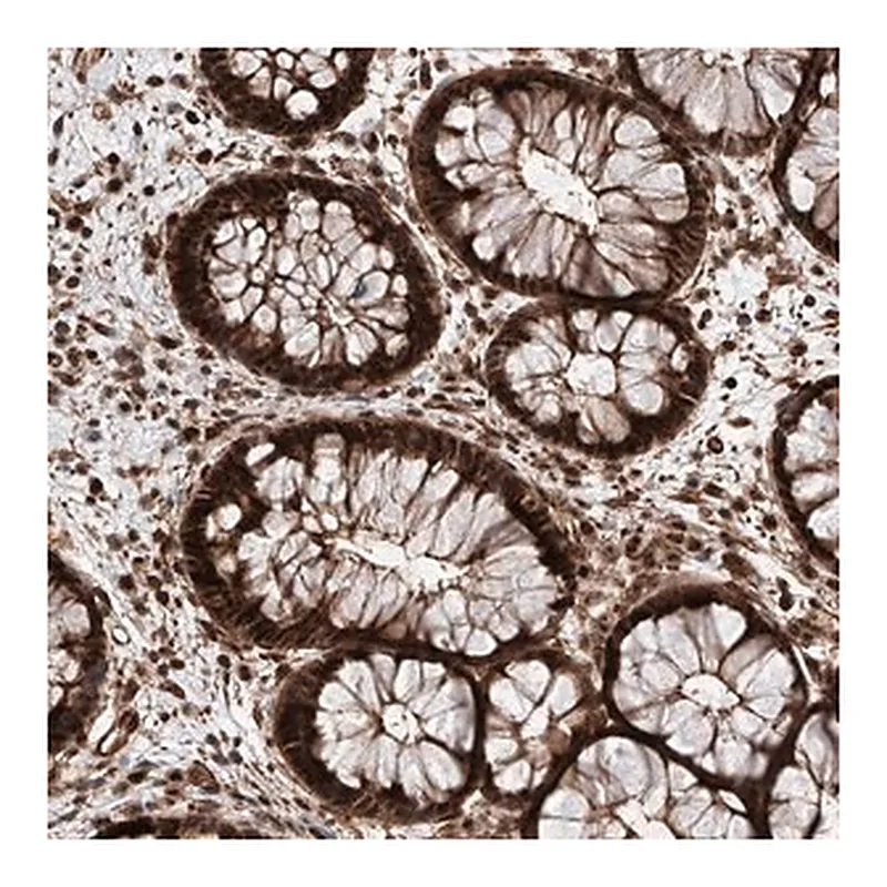 Merck Anti-AIM1L antibody produced in rabbit