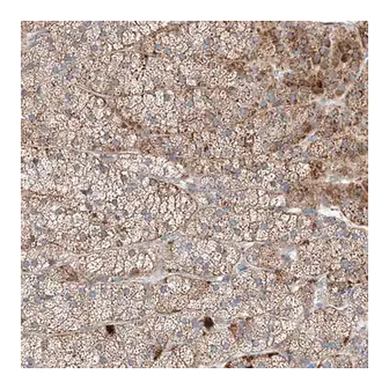 Merck Anti-MRAP antibody produced in rabbit
