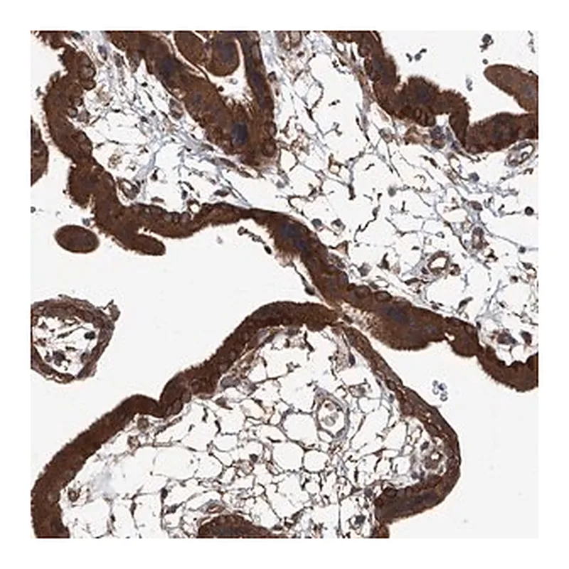 Merck Anti-ANKRD34A antibody produced in rabbit