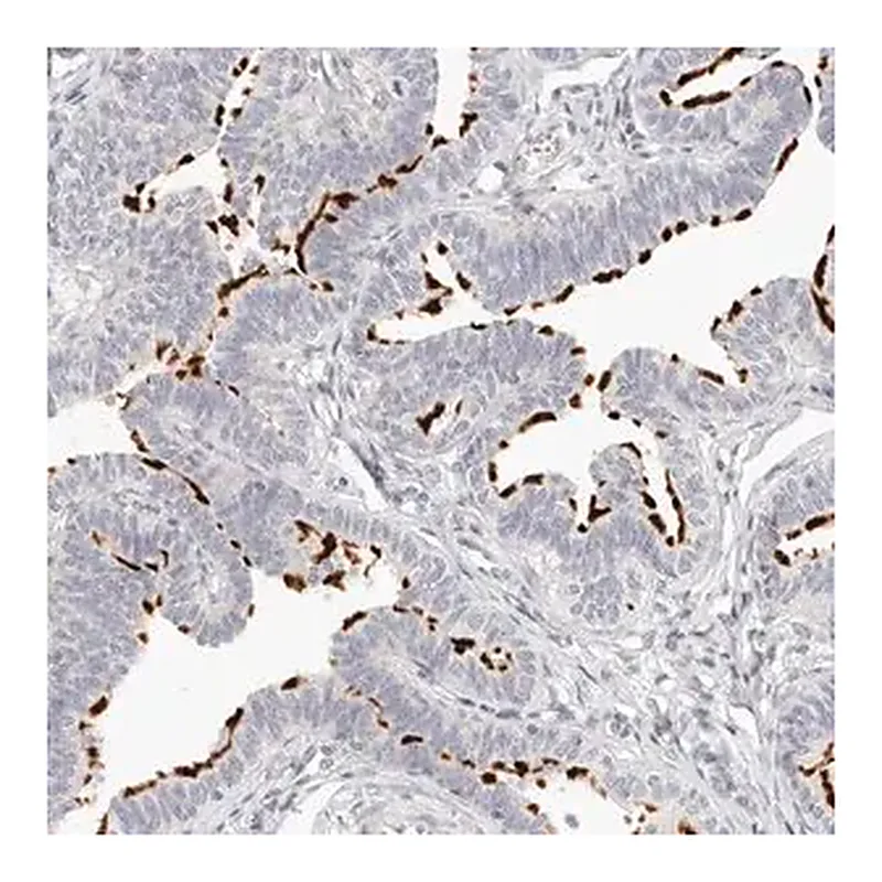 Merck Anti-LTB4R2 antibody produced in rabbit