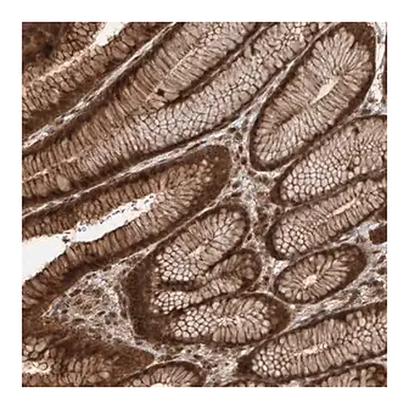 Merck Anti-ZNF660 antibody produced in rabbit