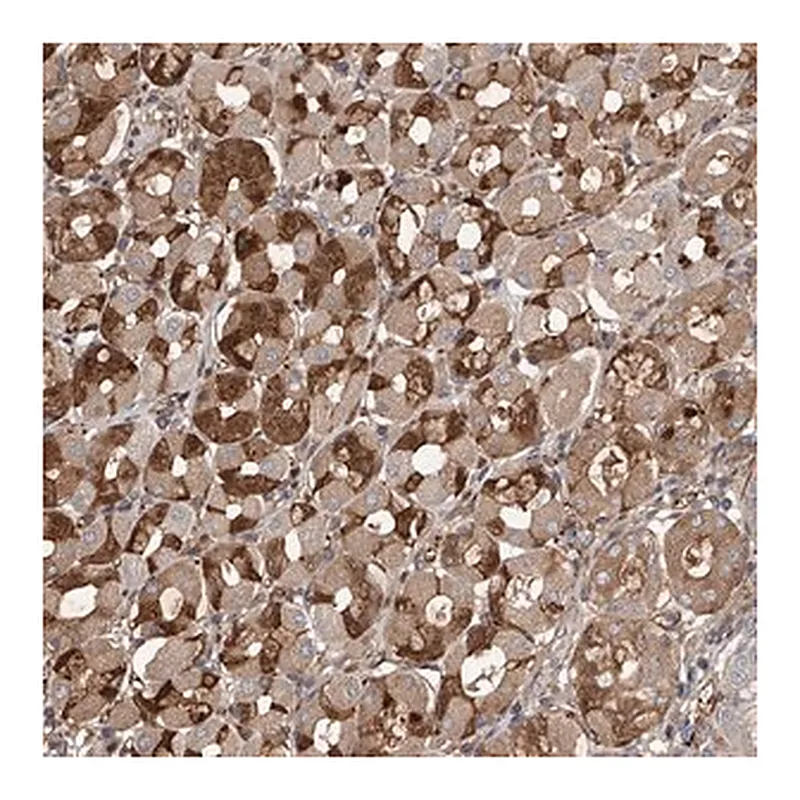 Merck Anti-PDSS2 antibody produced in rabbit