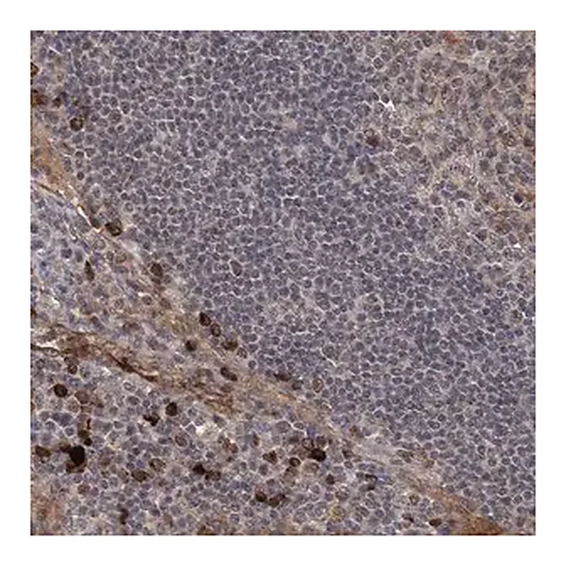 Merck Anti-GPR132 antibody produced in rabbit