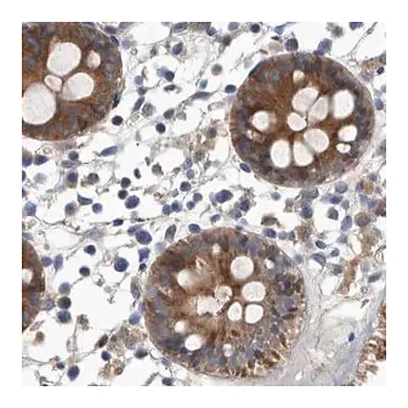 Merck Anti-APEH antibody produced in rabbit