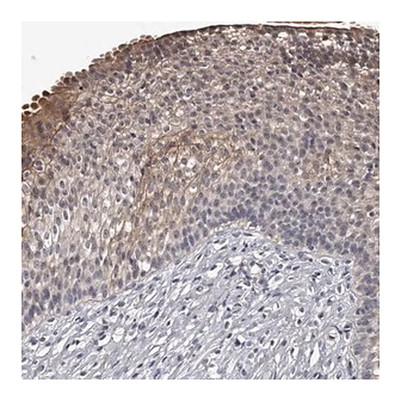 Merck Anti-MDN1 antibody produced in rabbit
