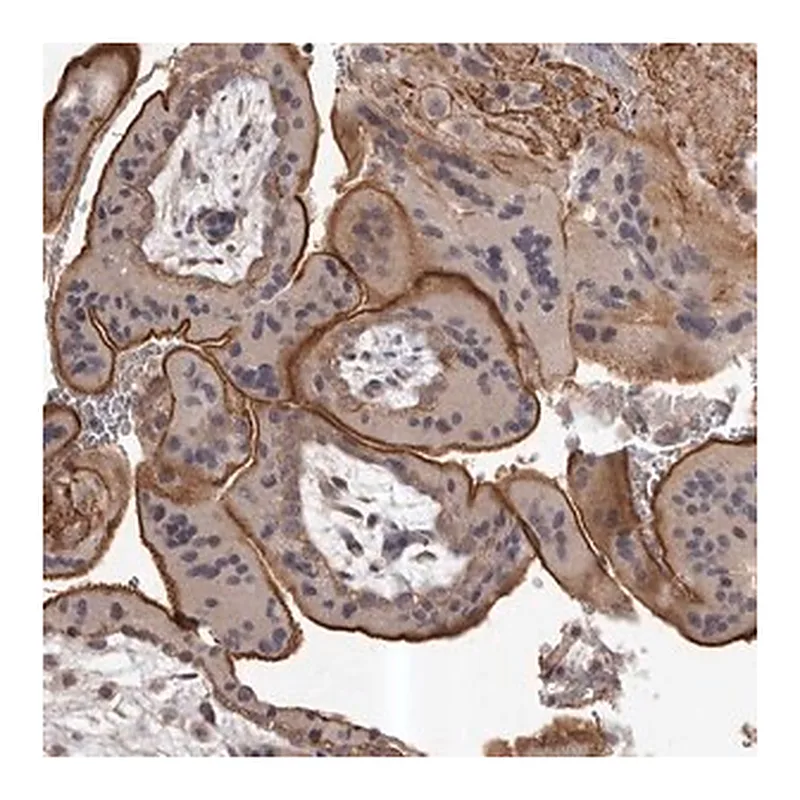 Merck Anti-HBS1L antibody produced in rabbit