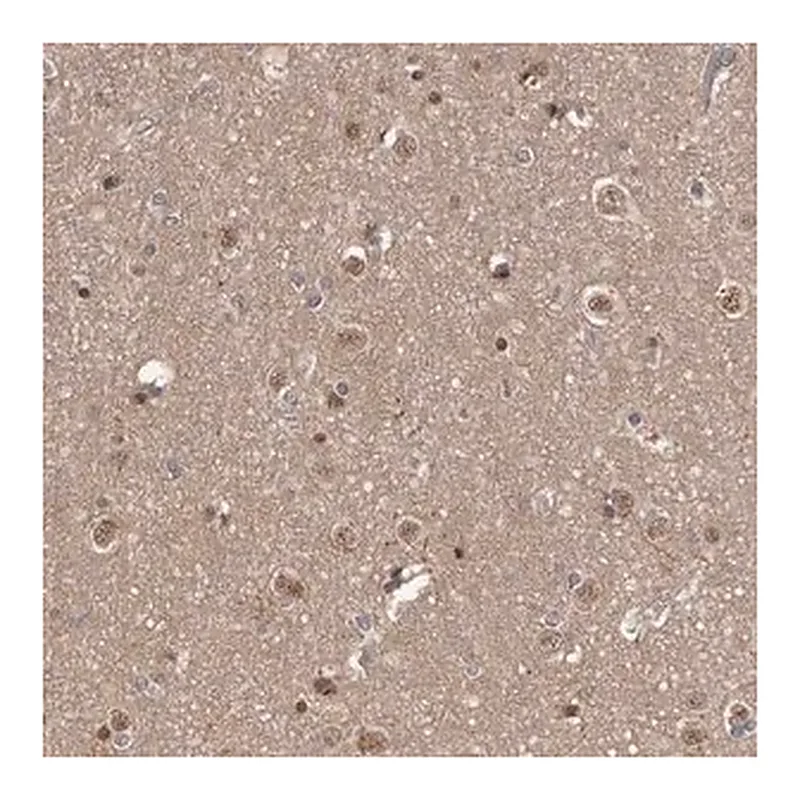Merck Anti-AHR antibody produced in rabbit
