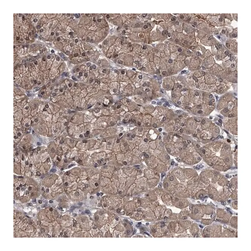 Merck Anti-SLC18B1 antibody produced in rabbit
