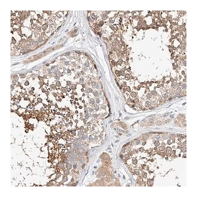 Merck Anti-C6orf118 antibody produced in rabbit