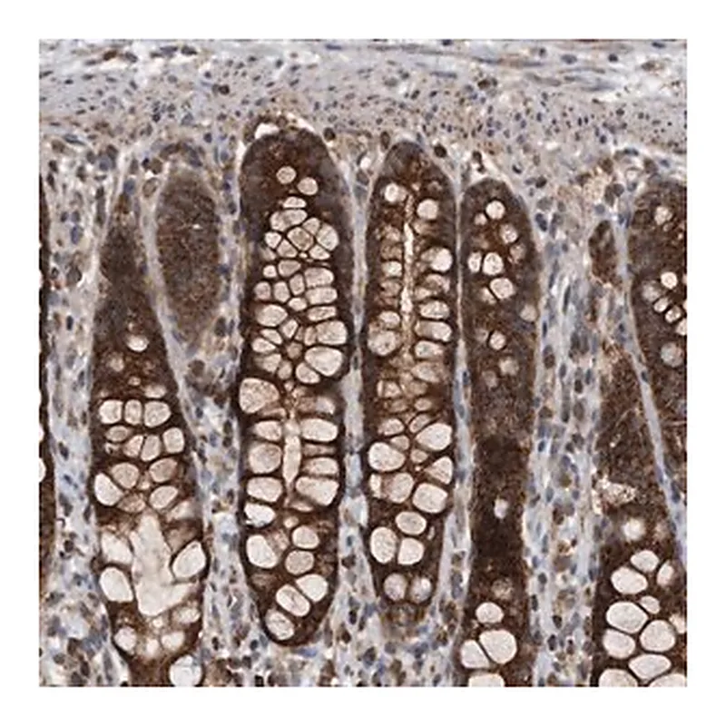 Merck Anti-ALPK2 antibody produced in rabbit