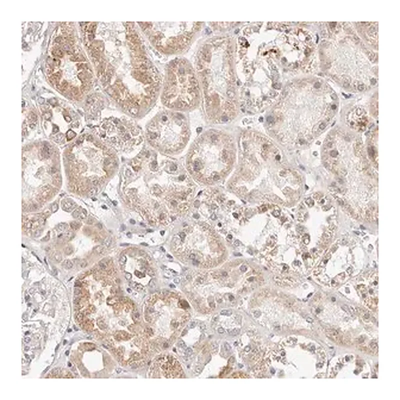 Merck Anti-MYOM3 antibody produced in rabbit