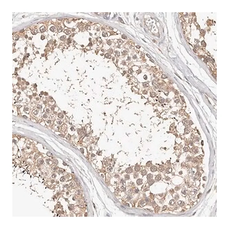 Merck Anti-MTFR2 antibody produced in rabbit