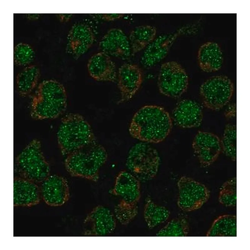 Merck Anti-TTC24 antibody produced in rabbit