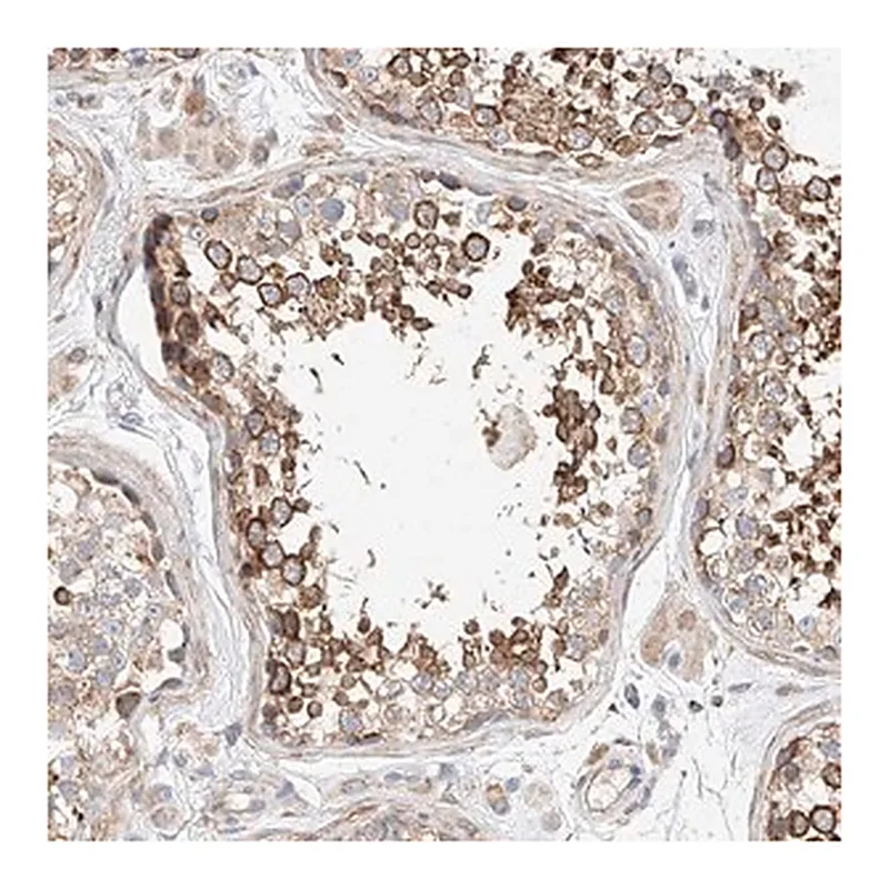 Merck Anti-C6orf118 antibody produced in rabbit