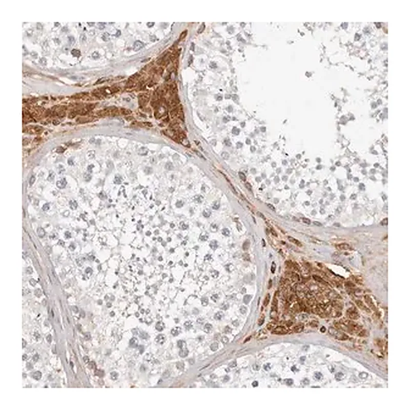 Merck Anti-MTFR2 antibody produced in rabbit