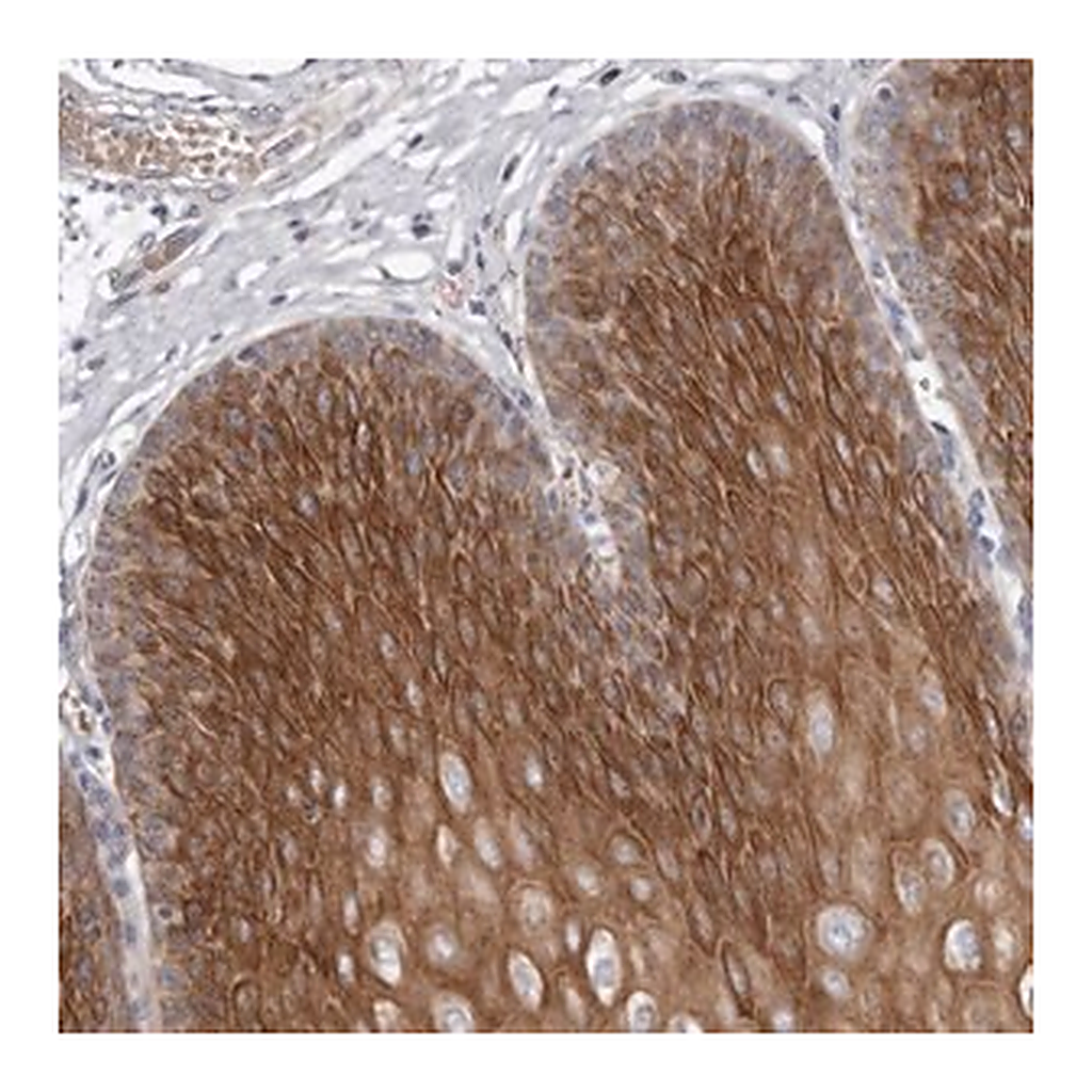 Merck Anti-TECR antibody produced in rabbit