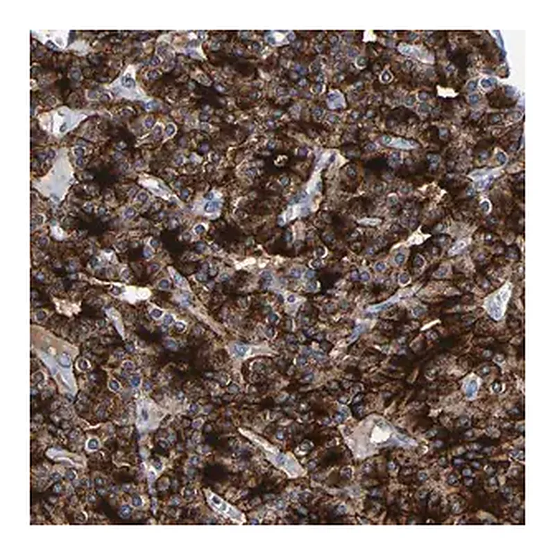 Merck Anti-LRRC70 antibody produced in rabbit