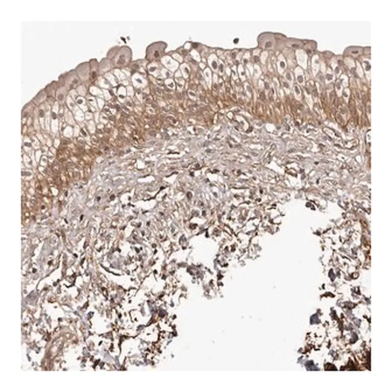 Merck Anti-SLITRK6 antibody produced in rabbit