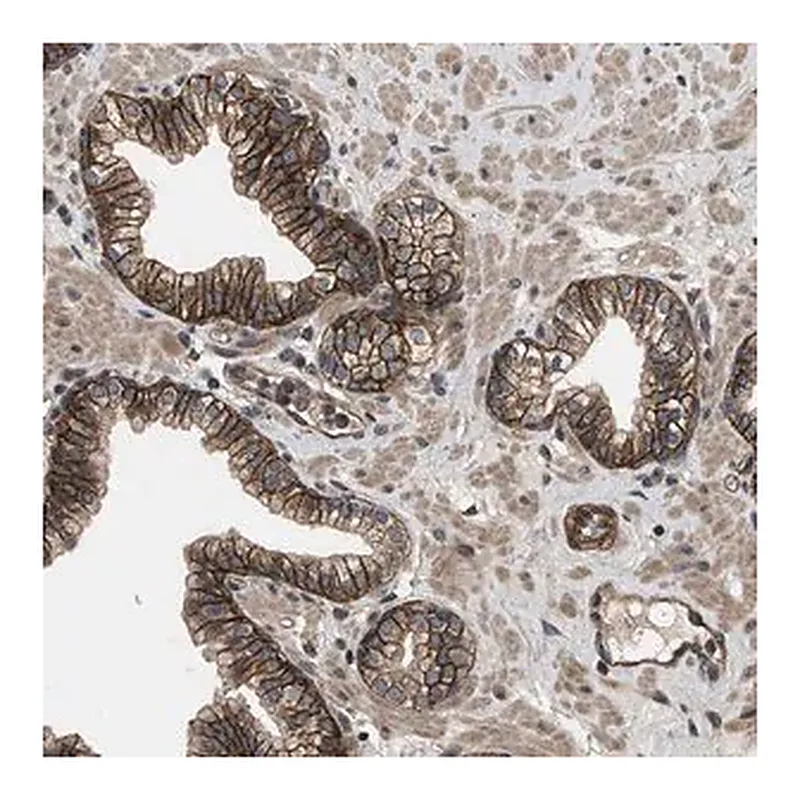 Merck Anti-UTRN antibody produced in rabbit