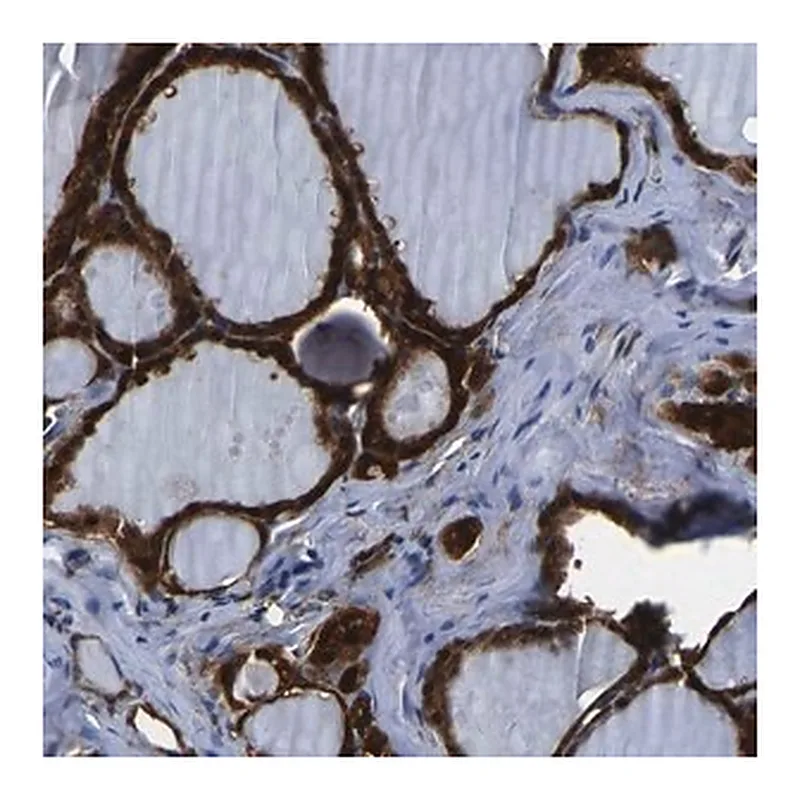 Merck Anti-S100A13 antibody produced in rabbit