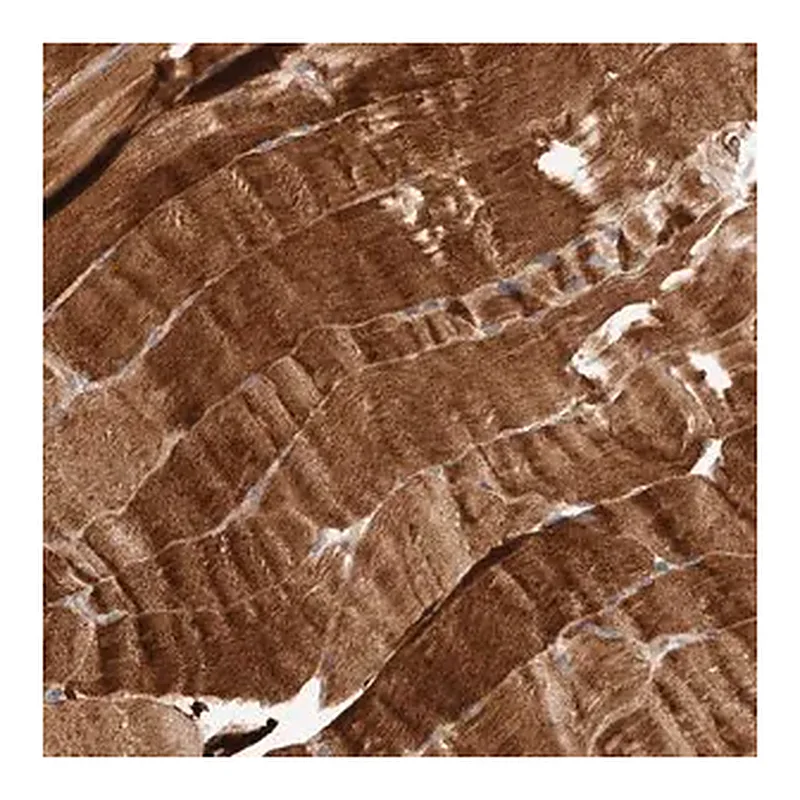 Merck Anti-MACF1 antibody produced in rabbit
