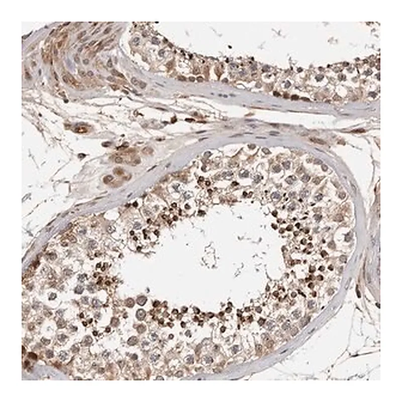 Merck Anti-RNF157 antibody produced in rabbit