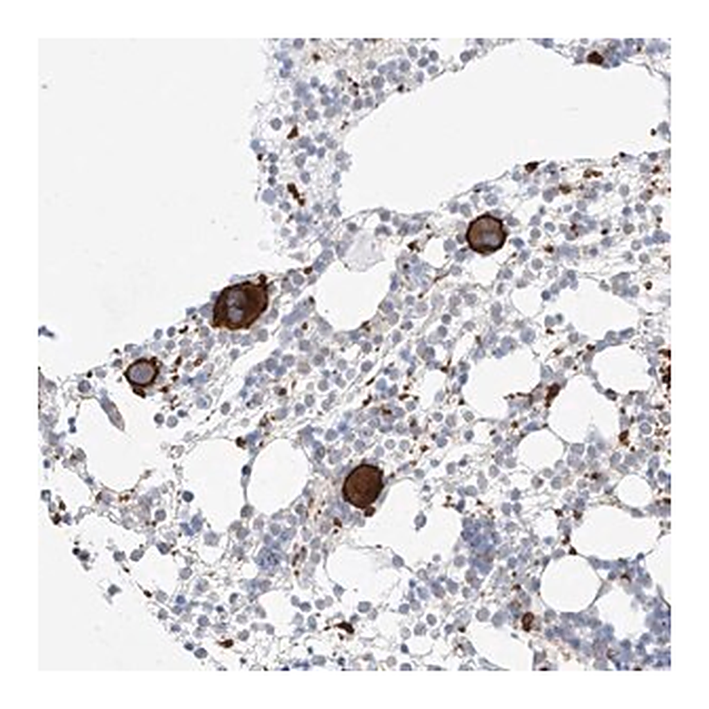 Merck Anti-C9orf172 antibody produced in rabbit