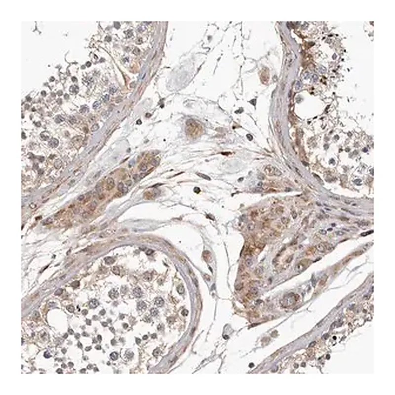 Merck Anti-RNF157 antibody produced in rabbit