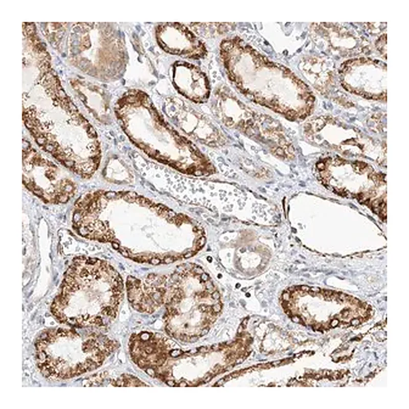 Merck Anti-TTLL8 antibody produced in rabbit