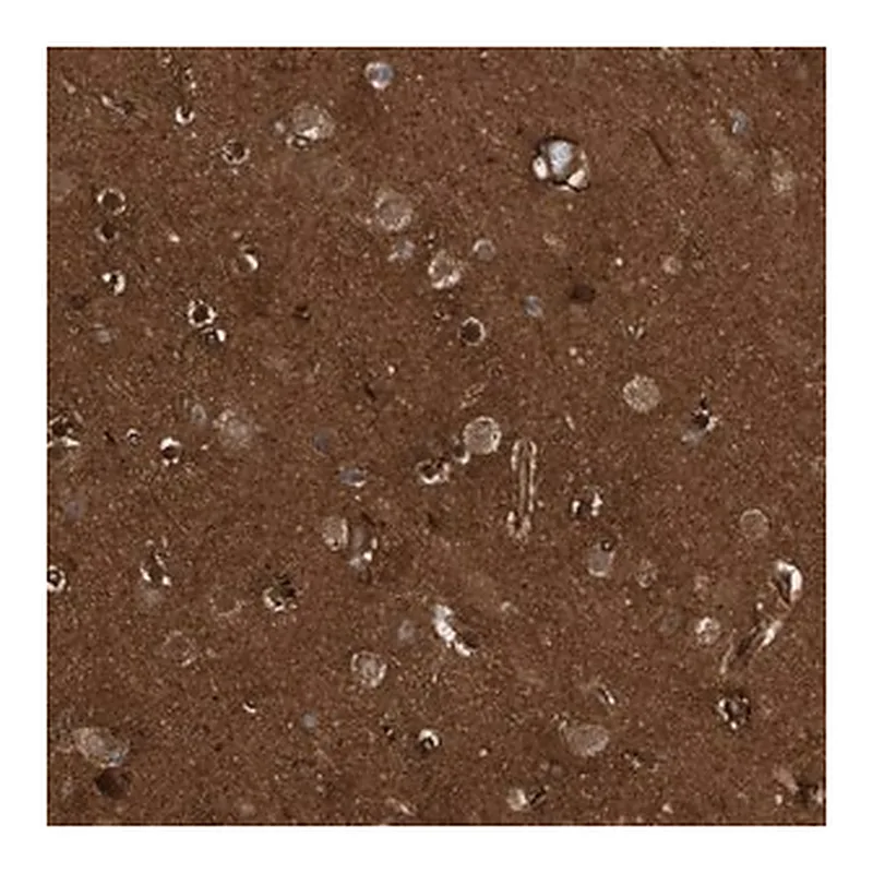 Merck Anti-CDC42EP4 antibody produced in rabbit