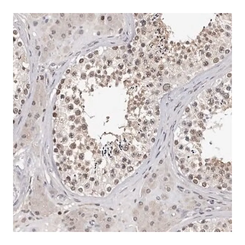 Merck Anti-KIF2B antibody produced in rabbit