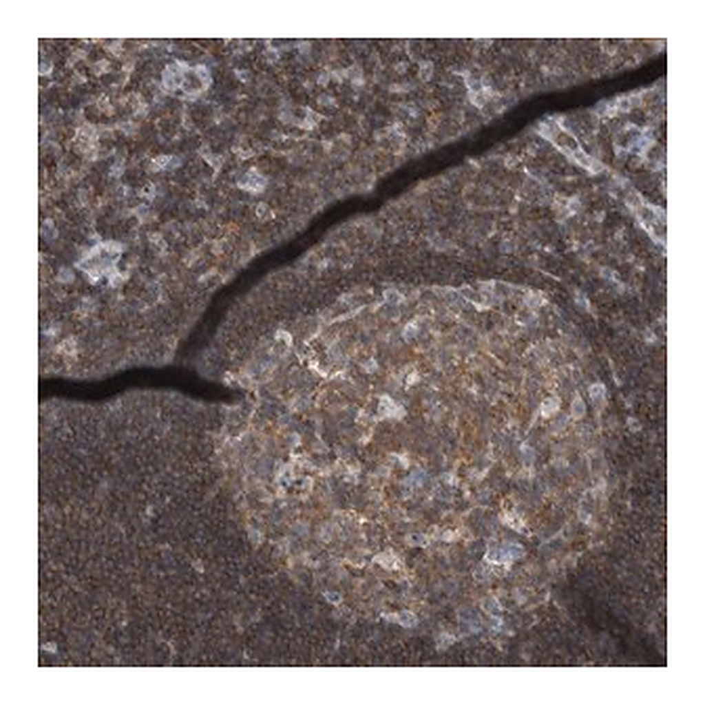 Merck Anti-CEP295NL antibody produced in rabbit