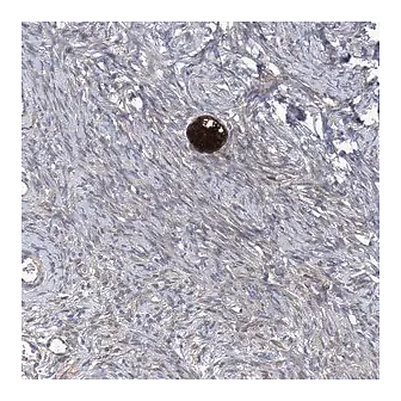 Merck Anti-SMS antibody produced in rabbit
