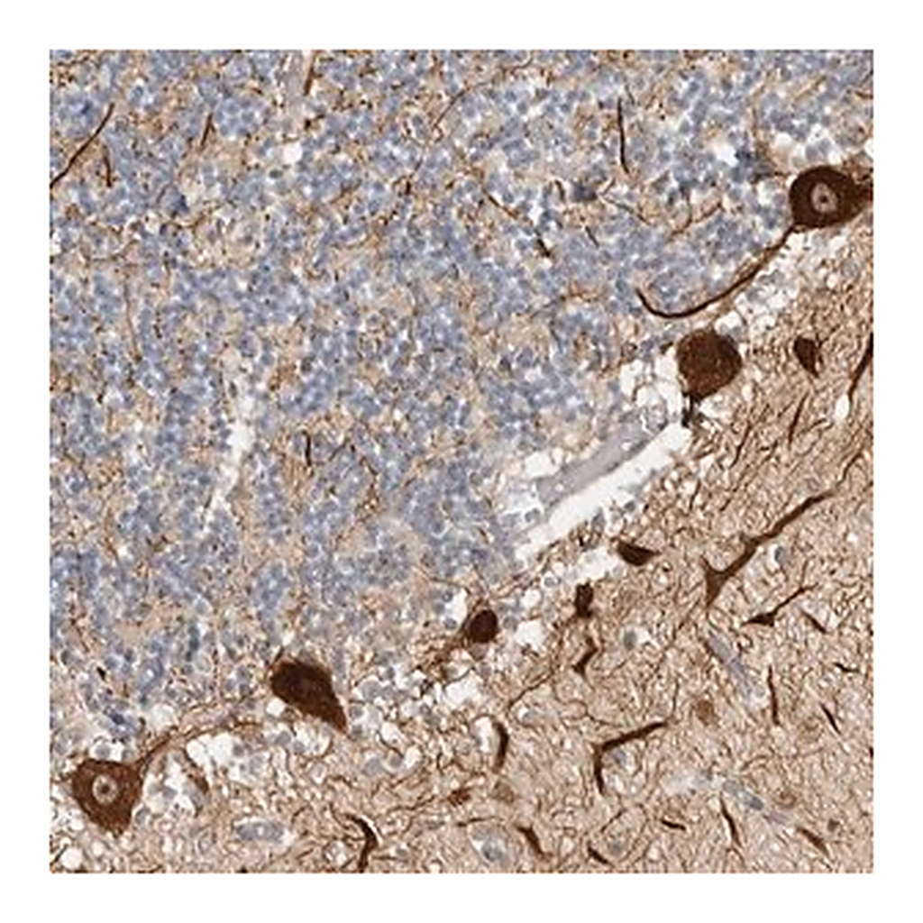 Merck Anti-CEP295NL antibody produced in rabbit