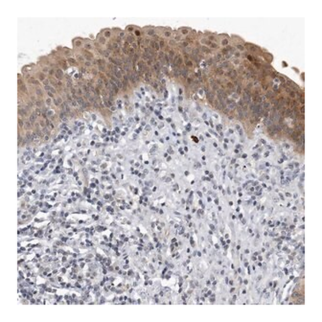 Merck Anti-PGBD2 antibody produced in rabbit