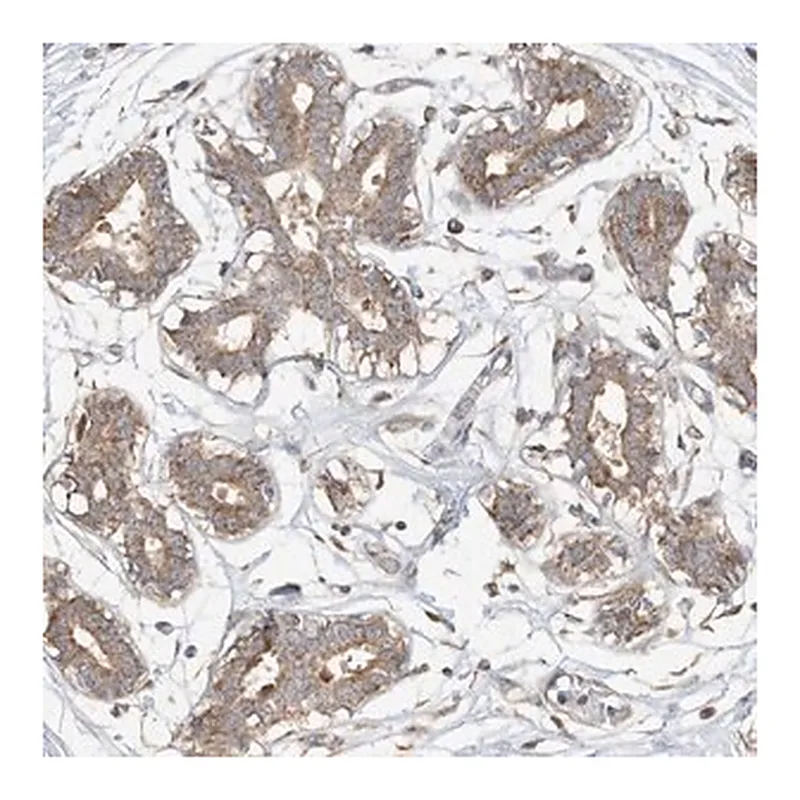 Merck Anti-CAGE1 antibody produced in rabbit