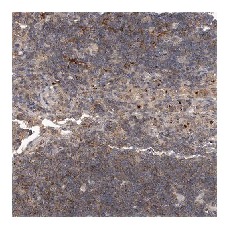 Merck Anti-PGBD2 antibody produced in rabbit