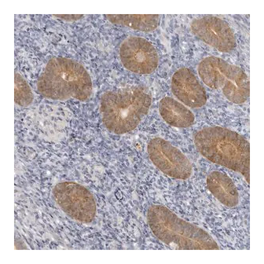 Merck Anti-GGCT antibody produced in rabbit