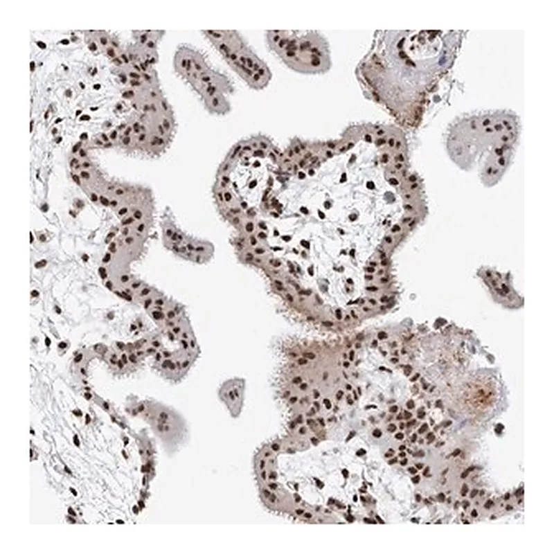 Merck Anti-SASH1 antibody produced in rabbit