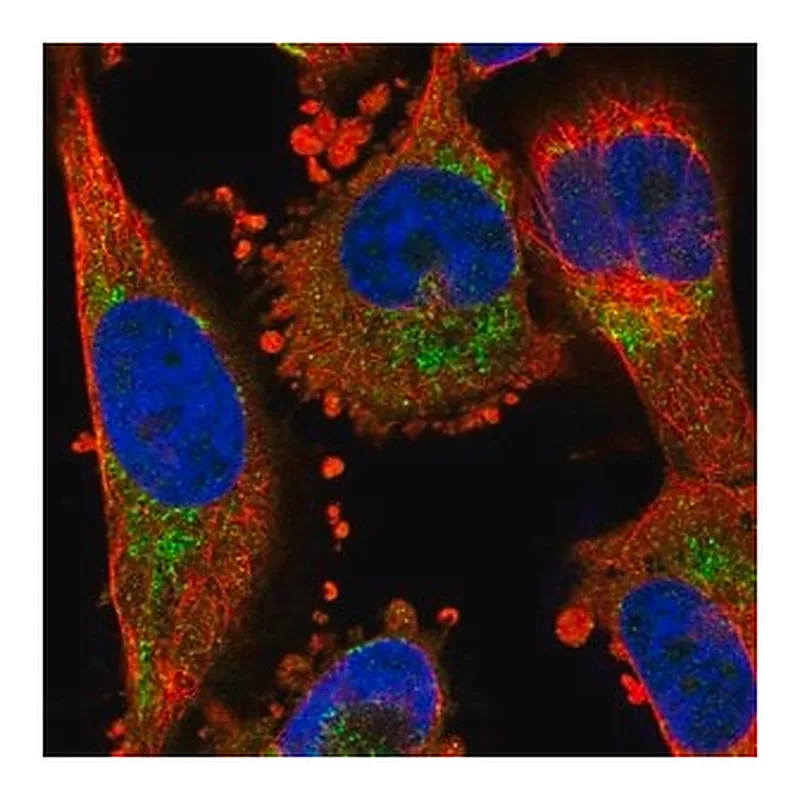 Merck Anti-NPY1R antibody produced in rabbit
