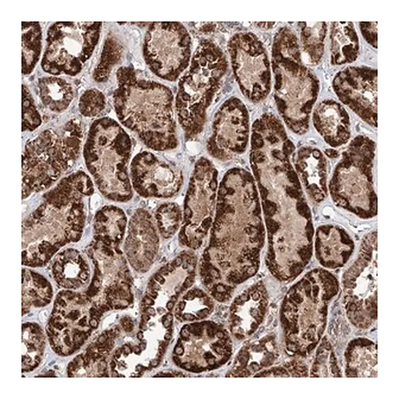 Merck Anti-ZNF445 antibody produced in rabbit