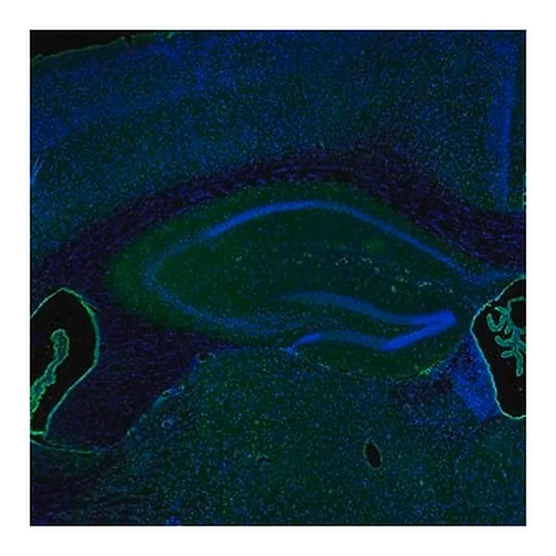 Merck Anti-IER5 antibody produced in rabbit