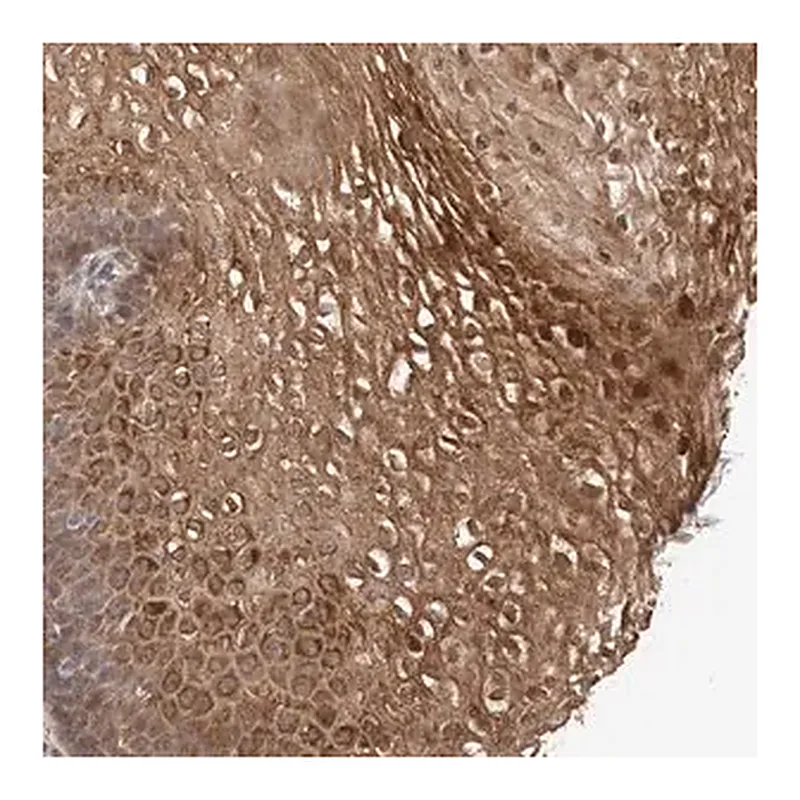 Merck Anti-TEX13B antibody produced in rabbit